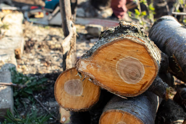 Best Tree Mulching  in USA